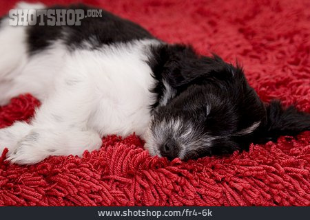 
                Schlafen, Hund, Niederländischer Schafspudel                   