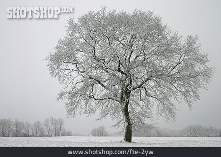 
                Baum, Winter, Jahreszeit, Stieleiche                   