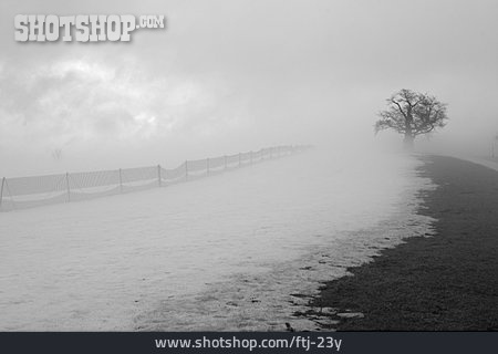 
                Baum, Nebel, Schneefangzaun                   