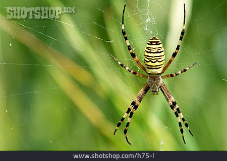 
                Spinne, Wespenspinne, Zebraspinne, Tigerspinne, Seidenbandspinne                   