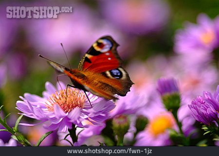 
                Schmetterling, Tagpfauenauge                   