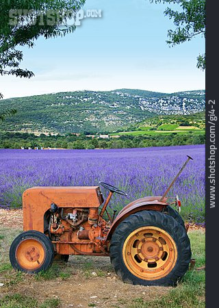 
                Landwirtschaft, Traktor, Lavendelfeld                   