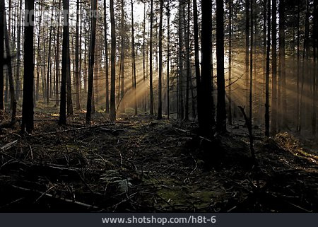 
                Wald, Sonnenstrahlen, Mystisch                   
