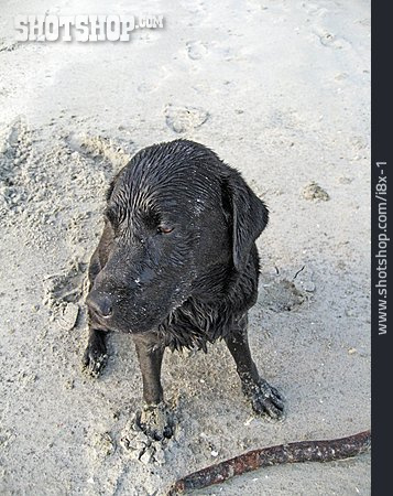 
                Strand, Hund, Labrador                   