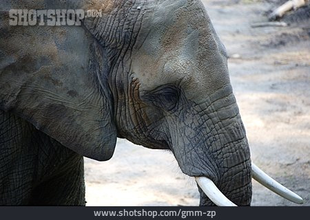 
                Elefant, Elefantenkopf                   