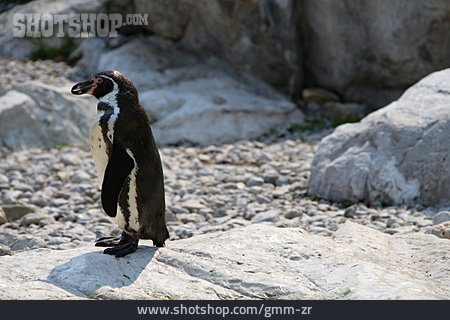
                Pinguin, Wasservogel                   