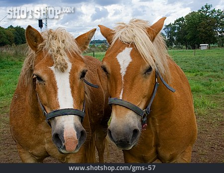 
                Pferd, Pony, Haflinger                   