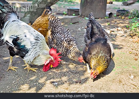 
                Huhn, Freilandhaltung, Picken                   