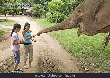 
                Füttern, Elefant, Thailand, Asiatin                   