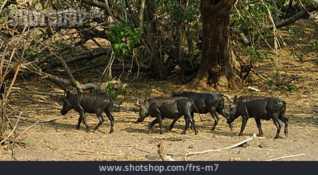 
                Tiergruppe, Warzenschwein, Savanne, Botswana                   