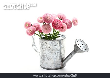 
                Blumenvase, Gänseblümchen, Bellis                   