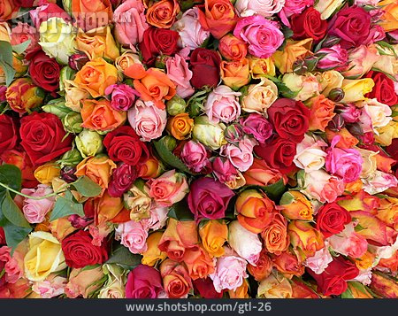 
                Rose, Blumenmeer, Rosenblüte, Blütenmeer                   