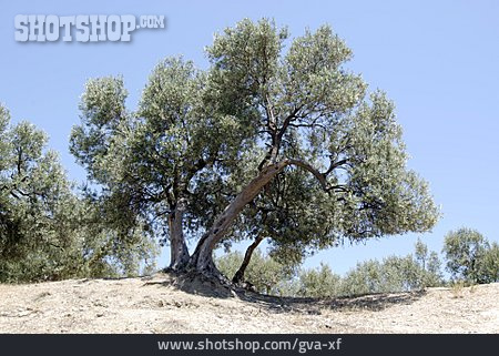 
                Baum, Olivenbaum                   