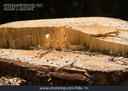 
                Holz, Rodung, Baumstumpf                   