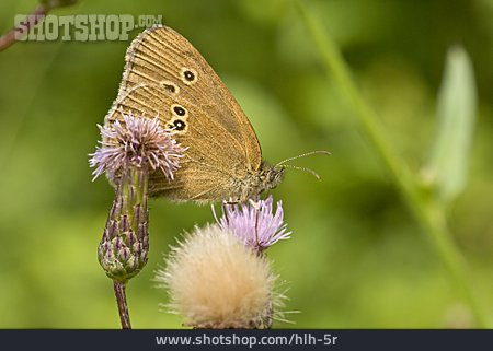 
                Butterfly, Butterfly, Satyrini                   