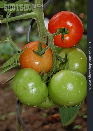 
                Tomate, Rispentomate                   