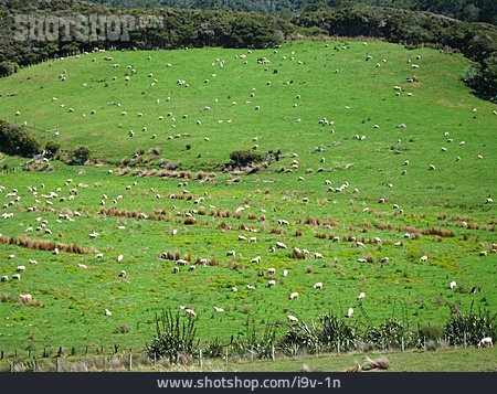 
                Schaf, Neuseeland, Schafherde                   