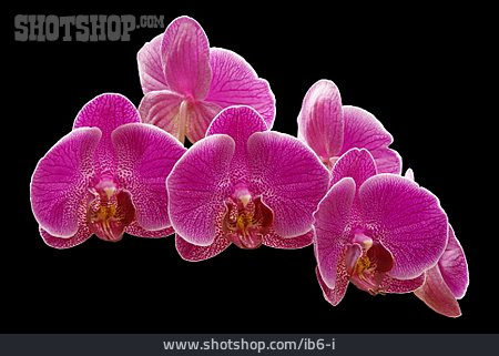
                Phalaenopsis                   
