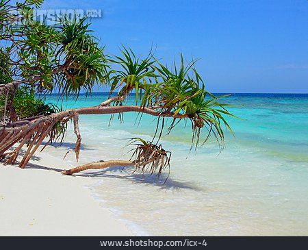 
                Tropisch, Idylle, Malediven, Mangrove                   