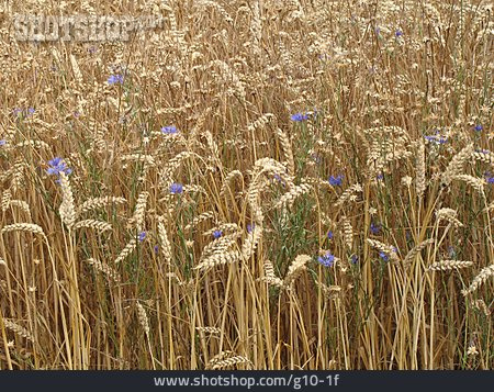 
                Kornblume, Kornfeld                   