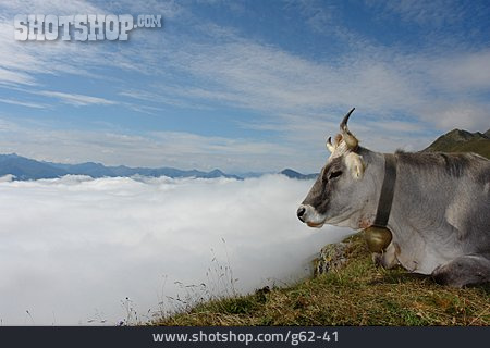 
                Kuh, Tirol, Aussicht                   
