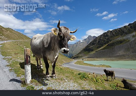 
                Gebirge, Kuh, Alpen                   