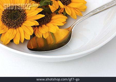 
                Sonnenblume, Nahrungsmittel, Nutzpflanze                   