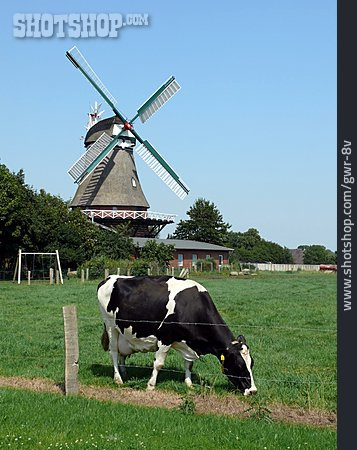 
                Kuh, Windmühle                   