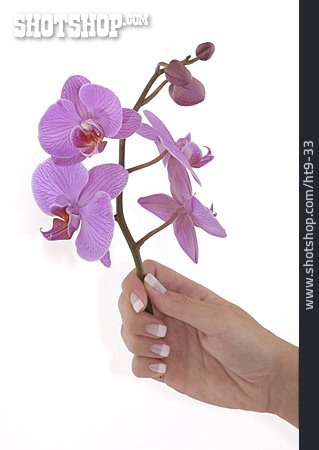 
                Hand, Orchidee                   