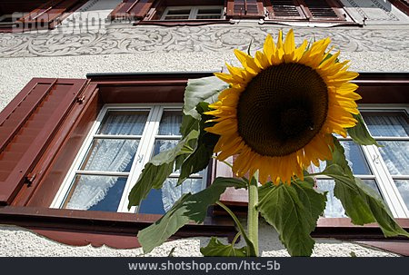 
                Sonnenblume, Fenster                   