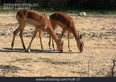 
                Steppe, Antilope                   