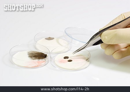 
                Forschung, Petrischale, Mikrobiologie, Pilzkultur                   