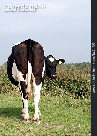 
                Kuh, Rind, Holsteinkuh                   