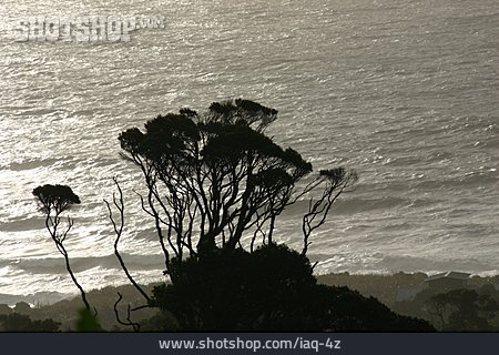 
                Baum, Silhouette, Tasmanische See                   