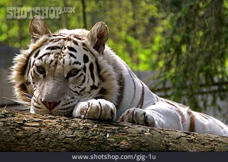 
                Tiger, Königstiger                   