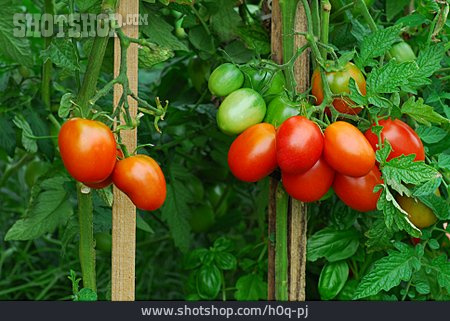 
                Tomate, Strauchtomate, Tomatenpflanze                   