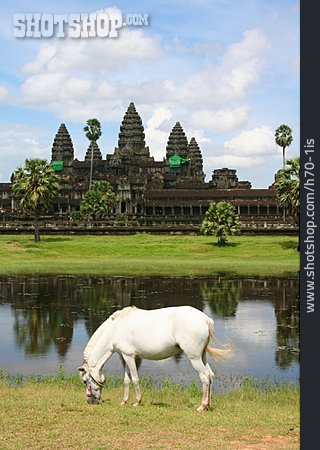 
                Tempel, Pferd, Schimmel, Angkor Wat                   