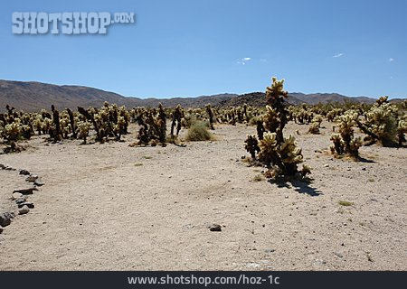 
                Wüste, Kaktus, Mojave-wüste                   