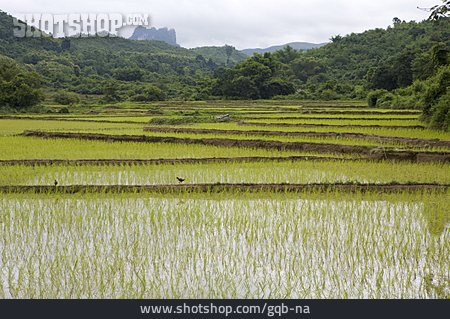 
                Reisfeld, Reisanbau, Laos                   