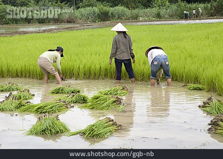 
                Ernte, Reisfeld, Reisanbau, Reisernte, Laos                   