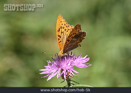 
                Schmetterling, Kaisermantel                   