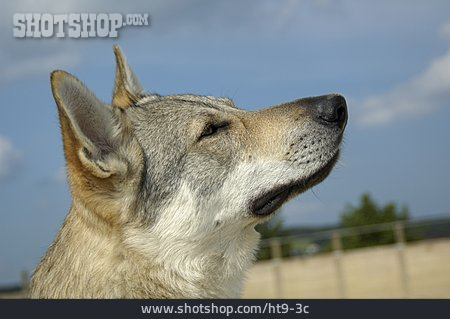 
                Hund, Tschechoslowakischer Wolfhund                   