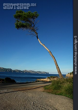
                Baum, Küste, Mallorca                   