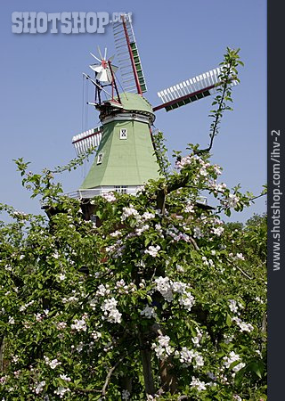 
                Frühjahr, Windmühle, Obstbaum                   