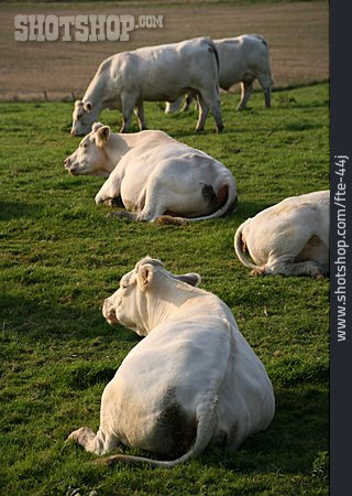 
                Viehzucht, Jersey-rind                   