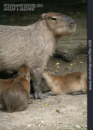 
                Säugen, Capybara                   