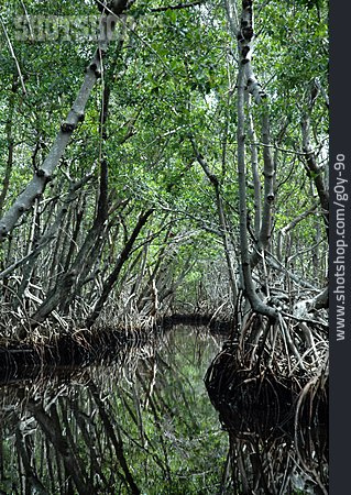 
                Mangrove, Everglades                   