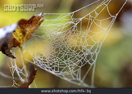 
                Herbst, Tau, Spinnweben                   