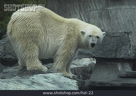
                Bär, Eisbär                   
