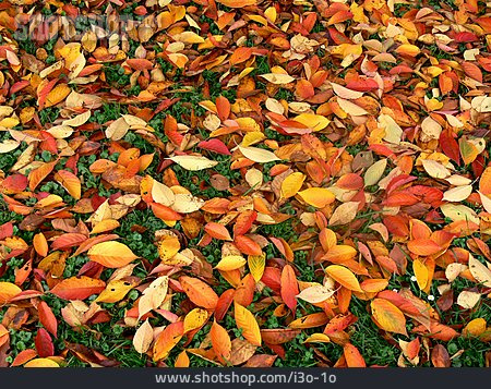 
                Herbst, Laub, Herbstlaub                   